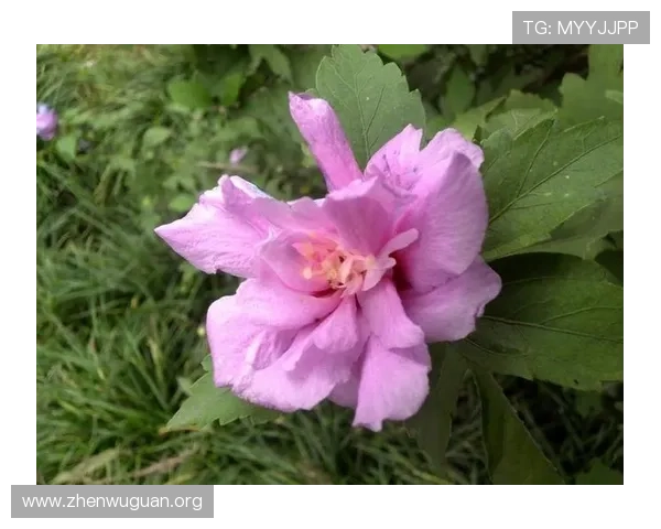 万搏娱乐网站，专业的客户服务团队，解决用户在游戏中遇到的各种疑问与问题